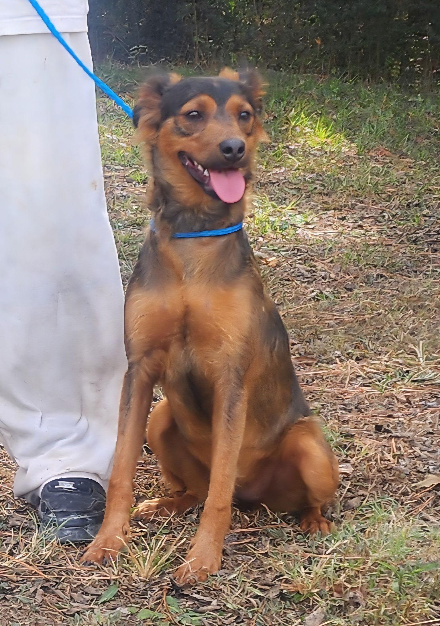 251520  Bandit, Adoptable, Adult Female Shepherd & Terrier.