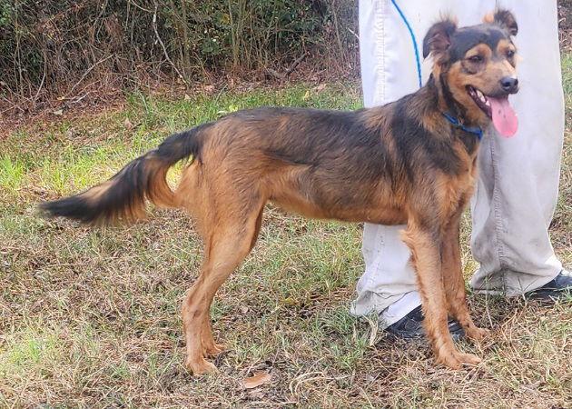 Enlarge 251520  Bandit, a Adoptable mixed breed in Wetumpka, AL image 2/3