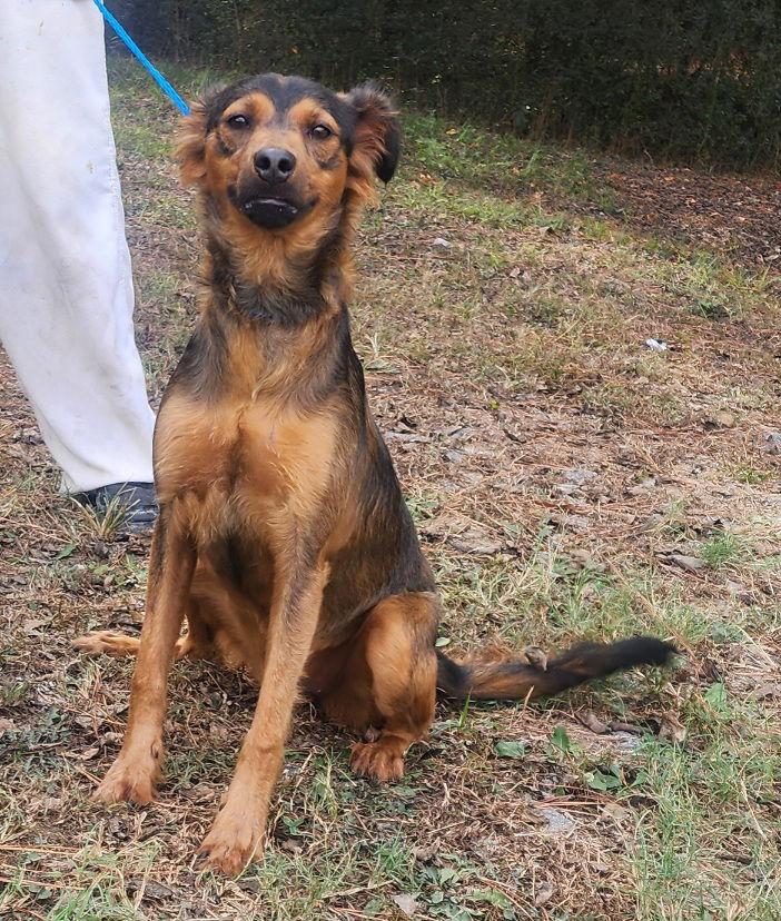 Enlarge 251520  Bandit, a Adoptable mixed breed in Wetumpka, AL image 3/3