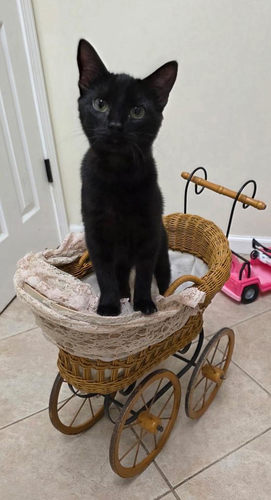 Wednesday, Adoptable, Young Female Domestic Short Hair.