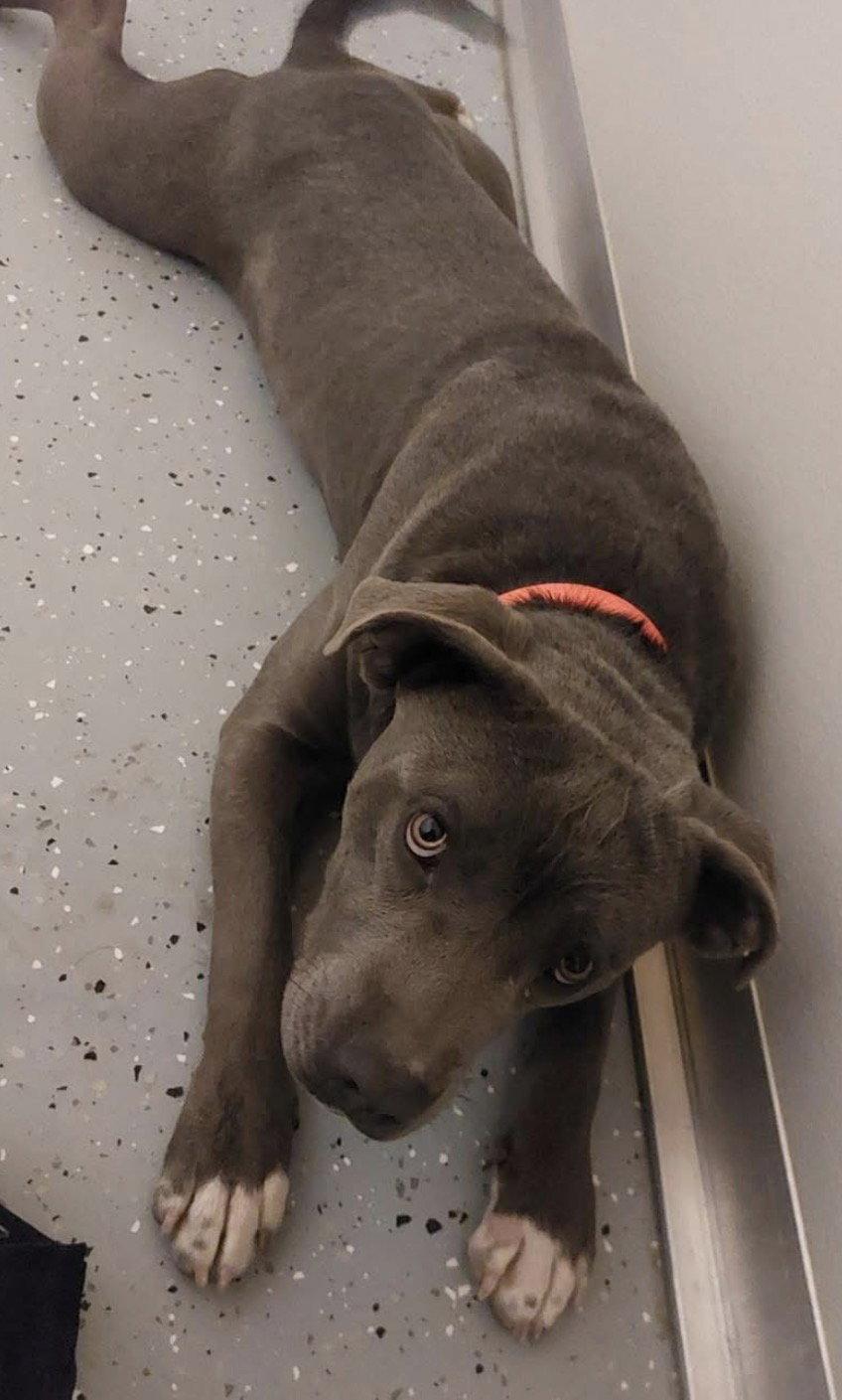 Enlarge Meatball, a Adoptable Pit Bull Terrier in Williamsburg, IA image 1/2