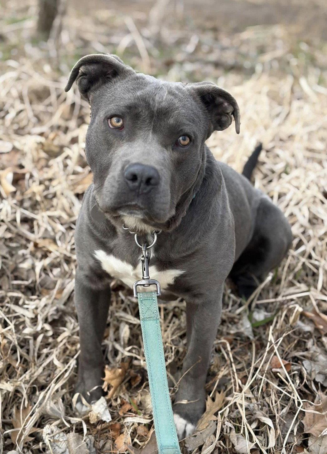 Enlarge Meatball, a Adoptable Pit Bull Terrier in Williamsburg, IA image 2/2