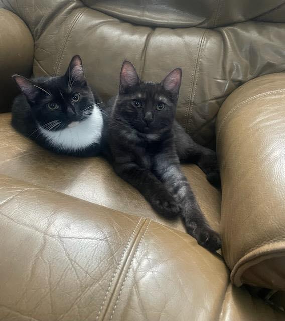 Photo of Mia and Leo (Bonded Pair)