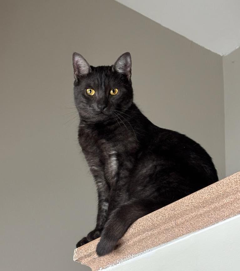 Photo of Mia and Leo (Bonded Pair)