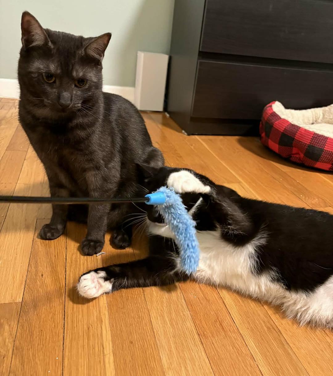 Photo of Mia and Leo (Bonded Pair)