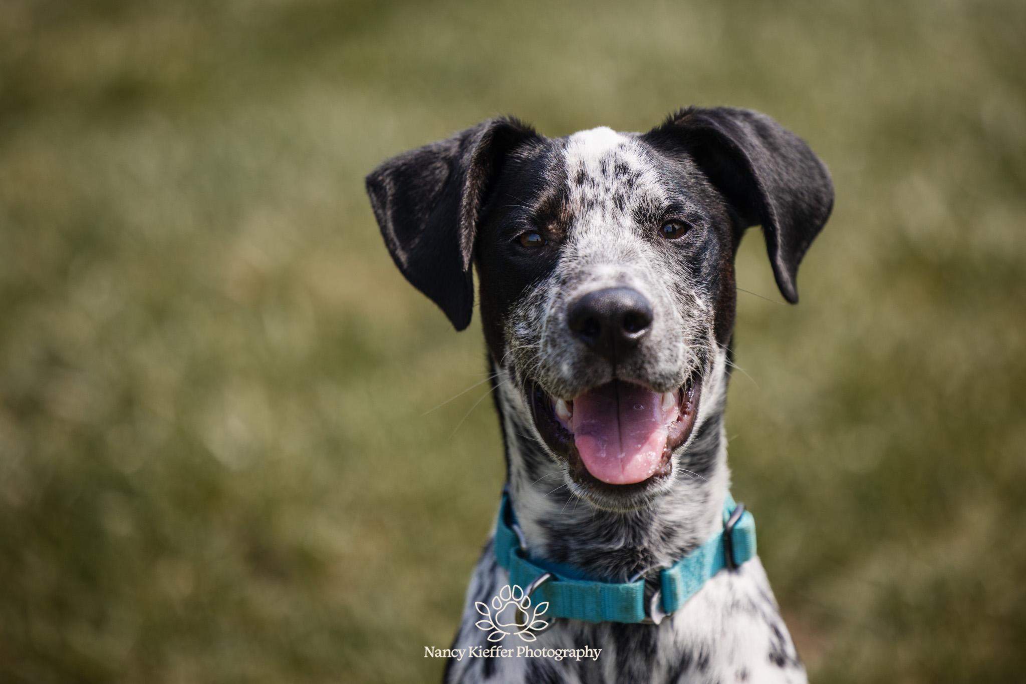 Percy, adoptable, Young Male Australian Cattle Dog / Blue Heeler.