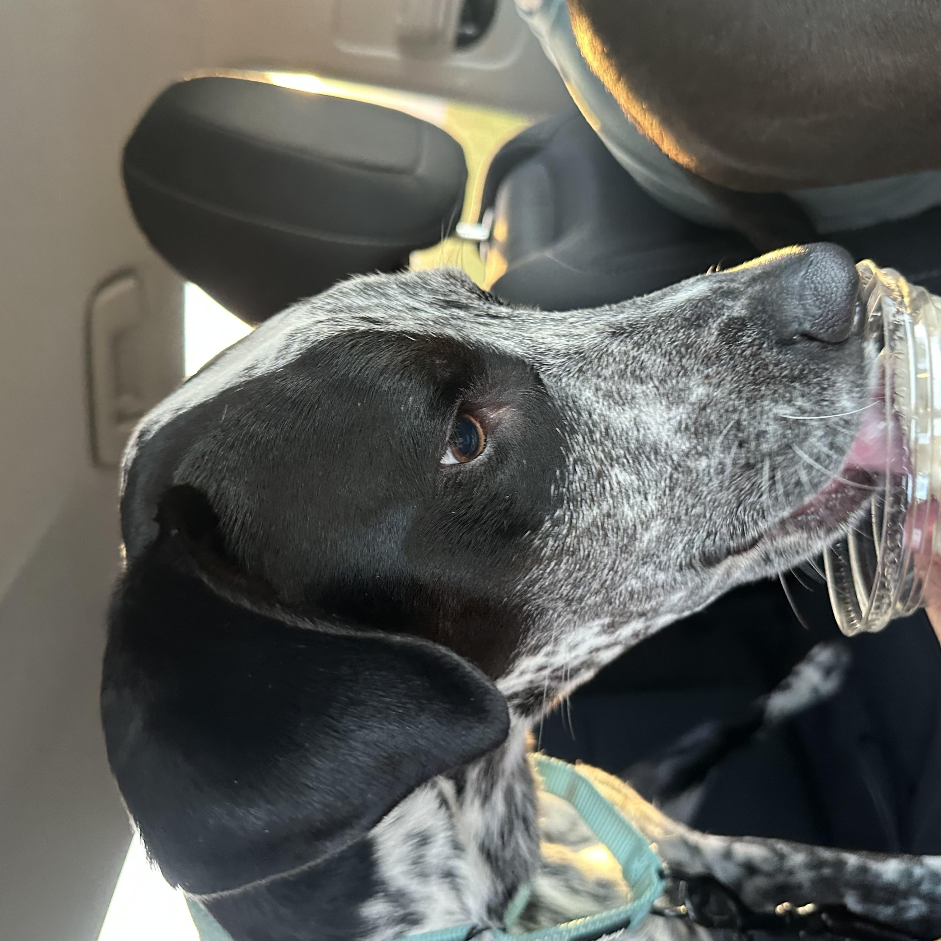 Enlarge Percy, an adoptable mixed breed in Jamesville, NY image 2/4