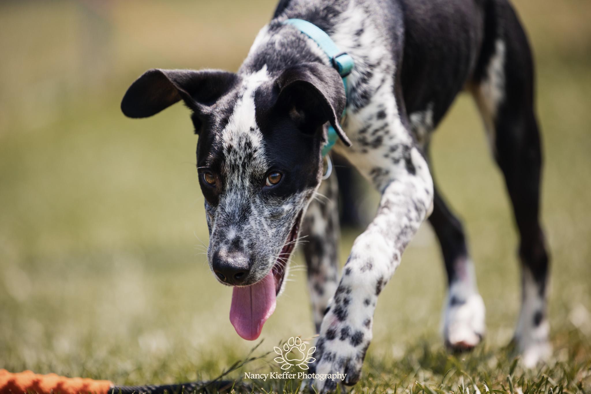 Enlarge Percy, an adoptable mixed breed in Jamesville, NY image 2/6