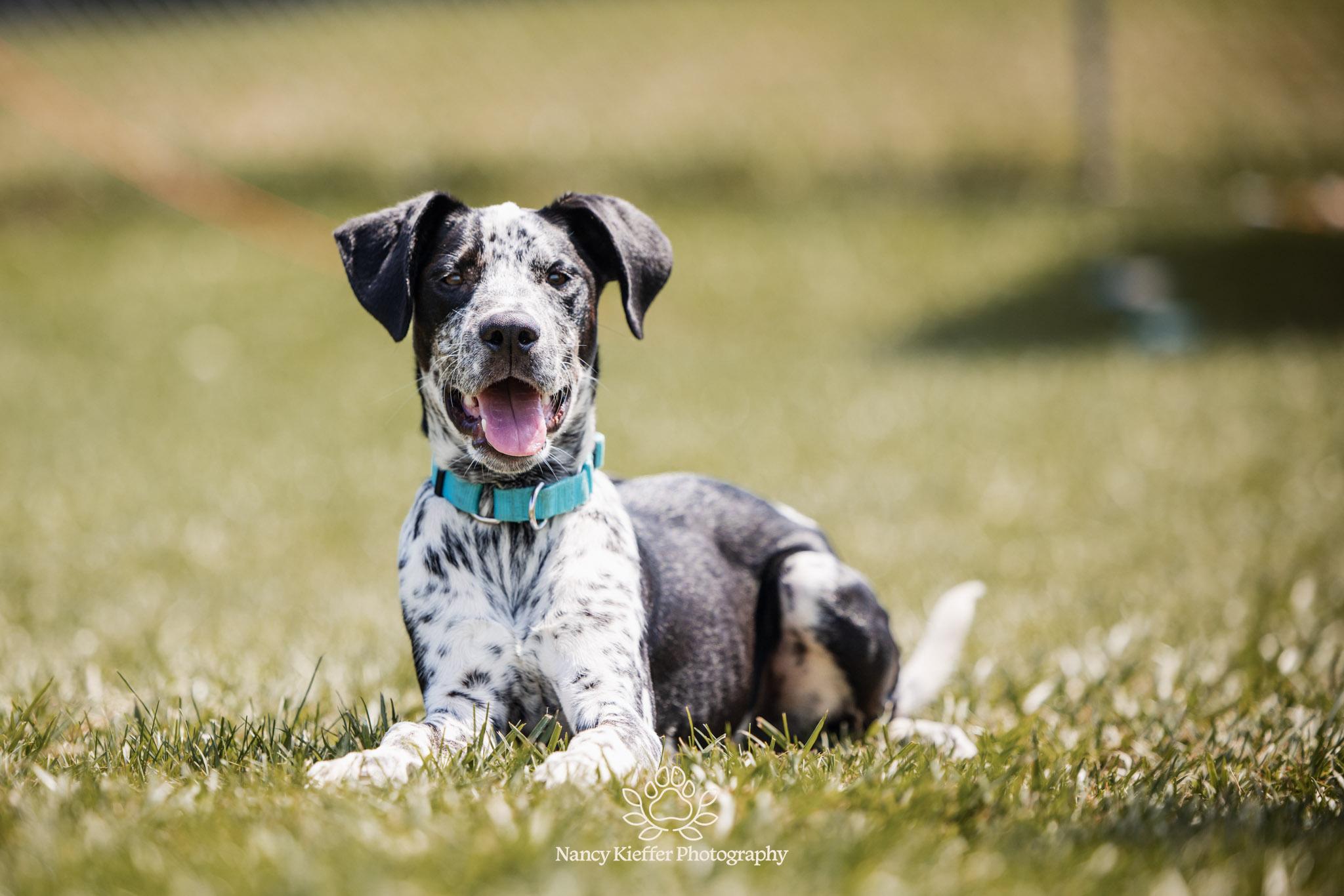 Percy, adoptable, Young Male Australian Cattle Dog / Blue Heeler.