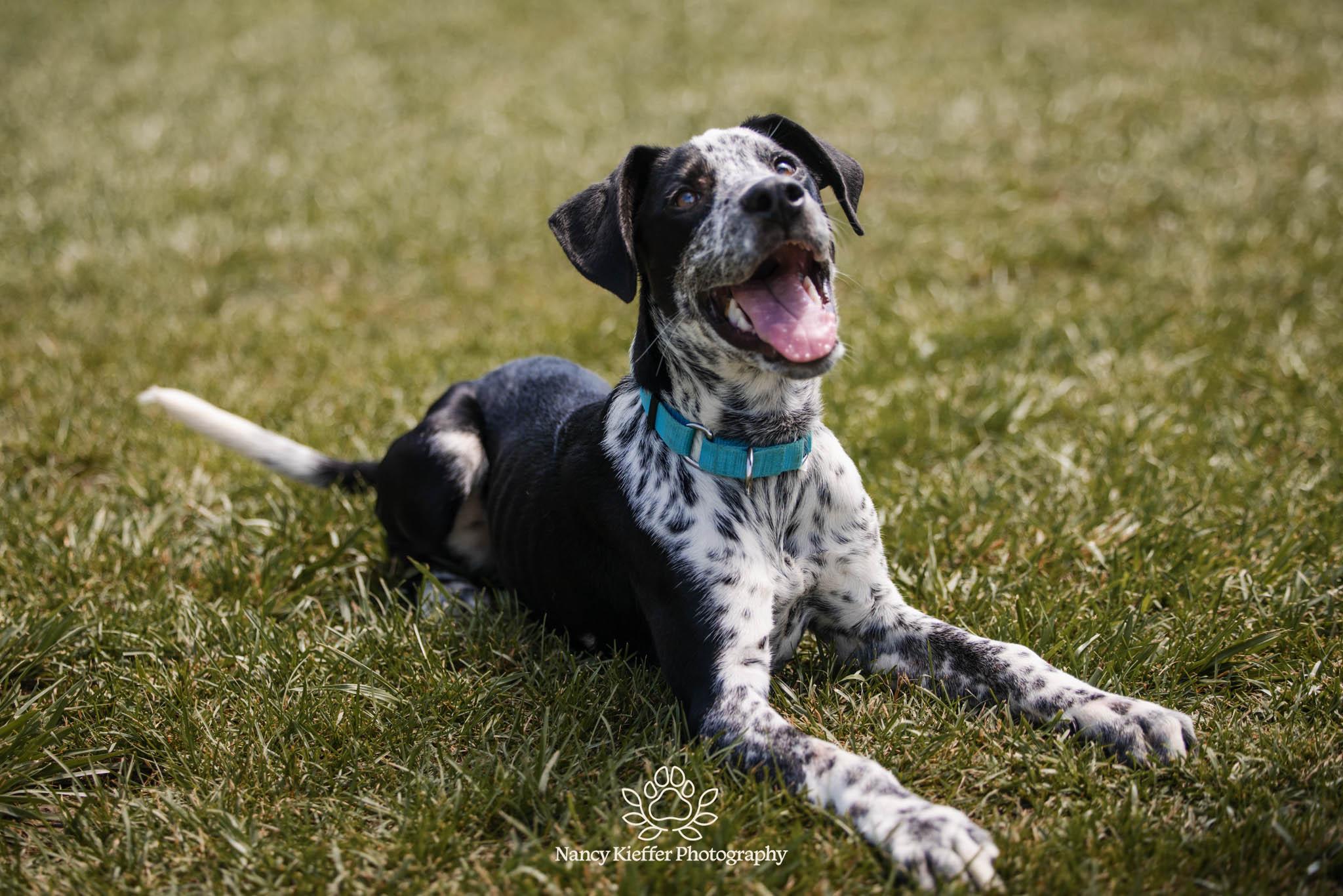 Enlarge Percy, an adoptable mixed breed in Jamesville, NY image 4/6