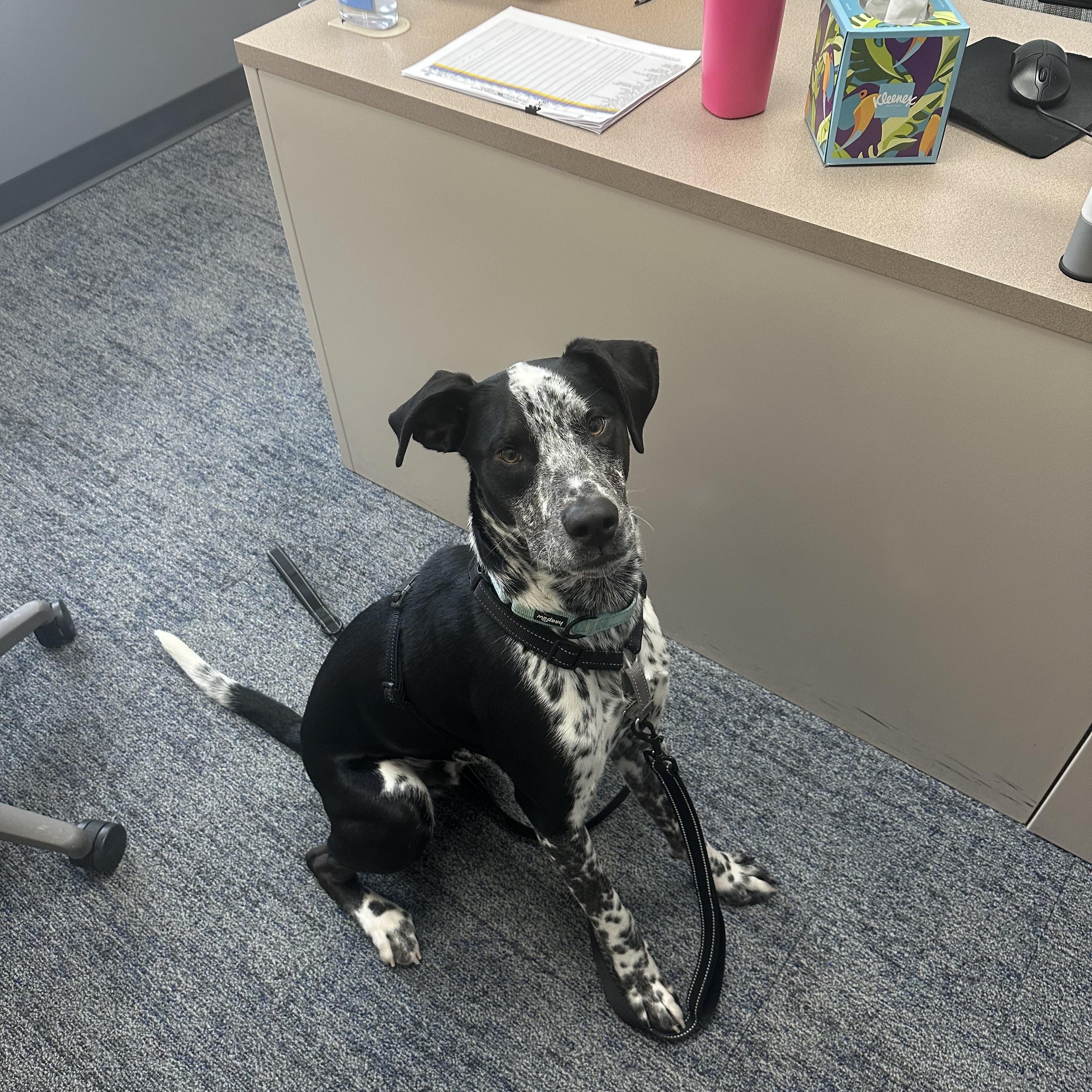 Enlarge Percy, an adoptable mixed breed in Jamesville, NY image 3/4
