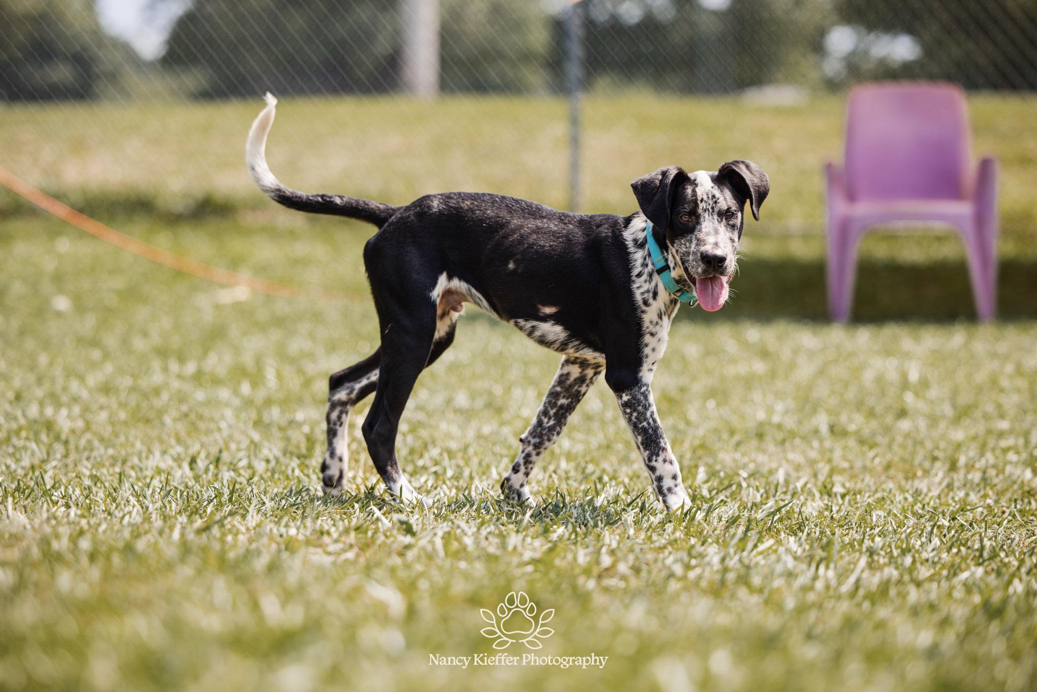 Enlarge Percy, an adoptable mixed breed in Jamesville, NY image 5/6
