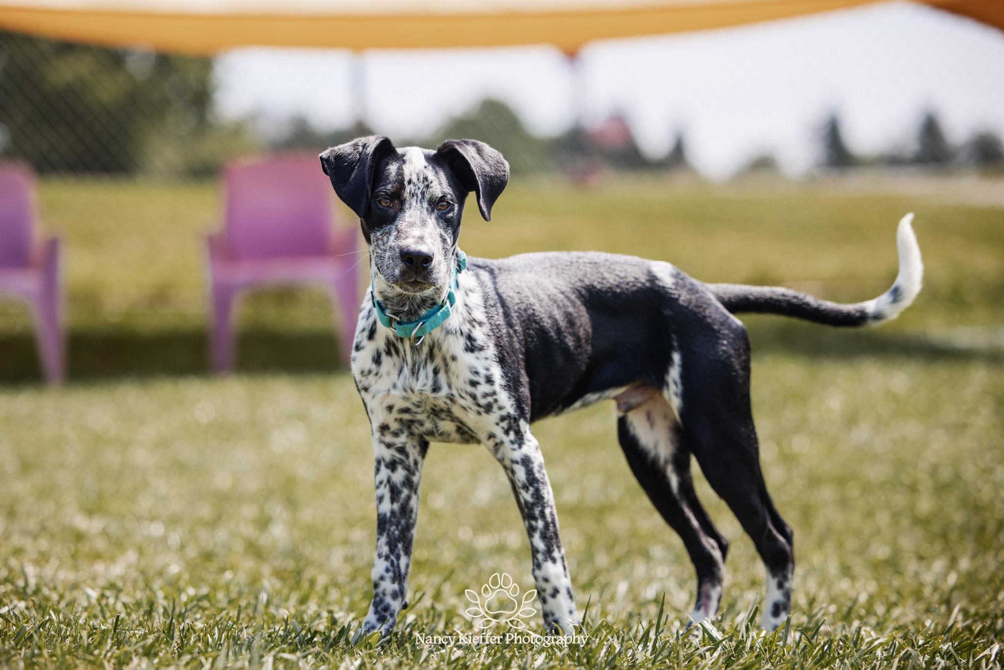 Enlarge Percy, an adoptable mixed breed in Jamesville, NY image 3/6
