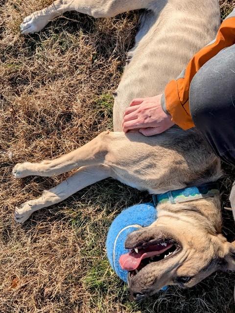 Enlarge GENESSE, a Adoptable mixed breed in Upper Marlboro, MD image 1/1