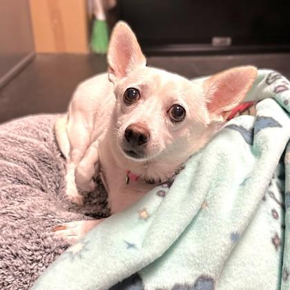 Enlarge Piccolo, a Adoptable mixed breed in Phoenix, AZ image 1/3