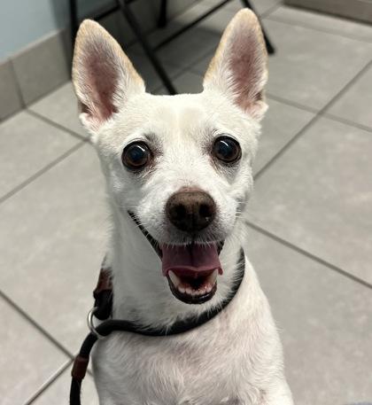 Enlarge Piccolo, a Adoptable mixed breed in Phoenix, AZ image 2/3