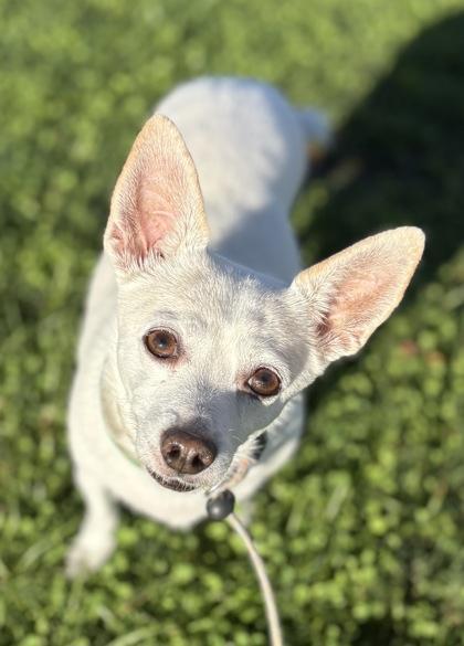 Enlarge Piccolo, a Adoptable mixed breed in Phoenix, AZ image 3/3