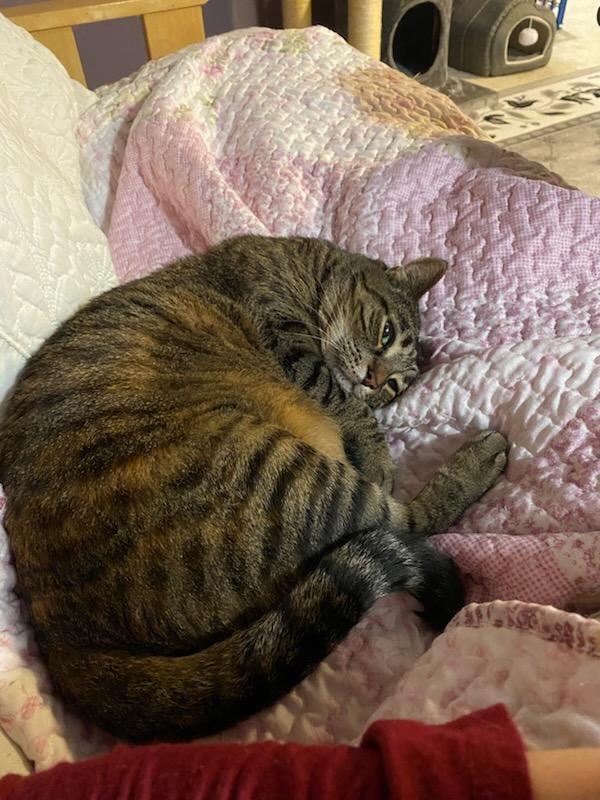 Delilah, Adoptable, Adult Female Domestic Short Hair & Tabby.