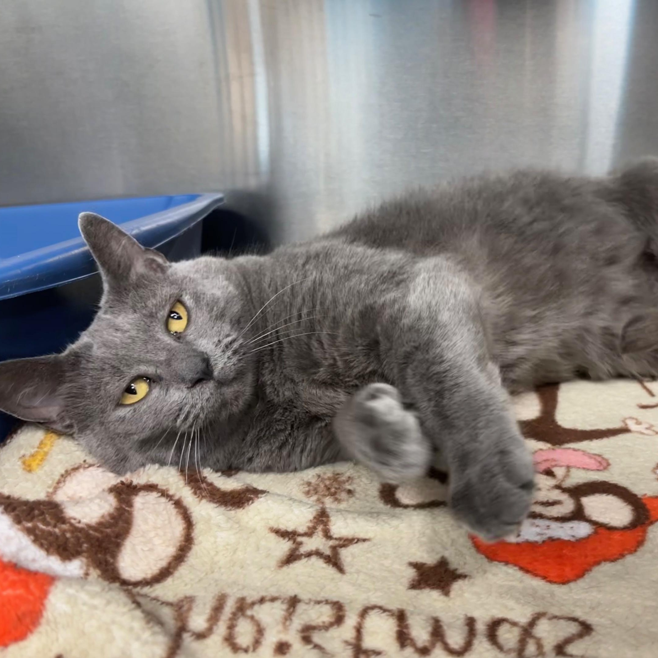 Sheba, a ADOPTABLE Domestic Short Hair in Cleveland, OH image 2/3