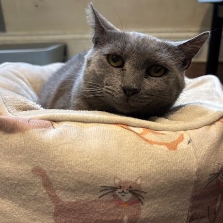Sheba, a ADOPTABLE Domestic Short Hair in Cleveland, OH image 3/3