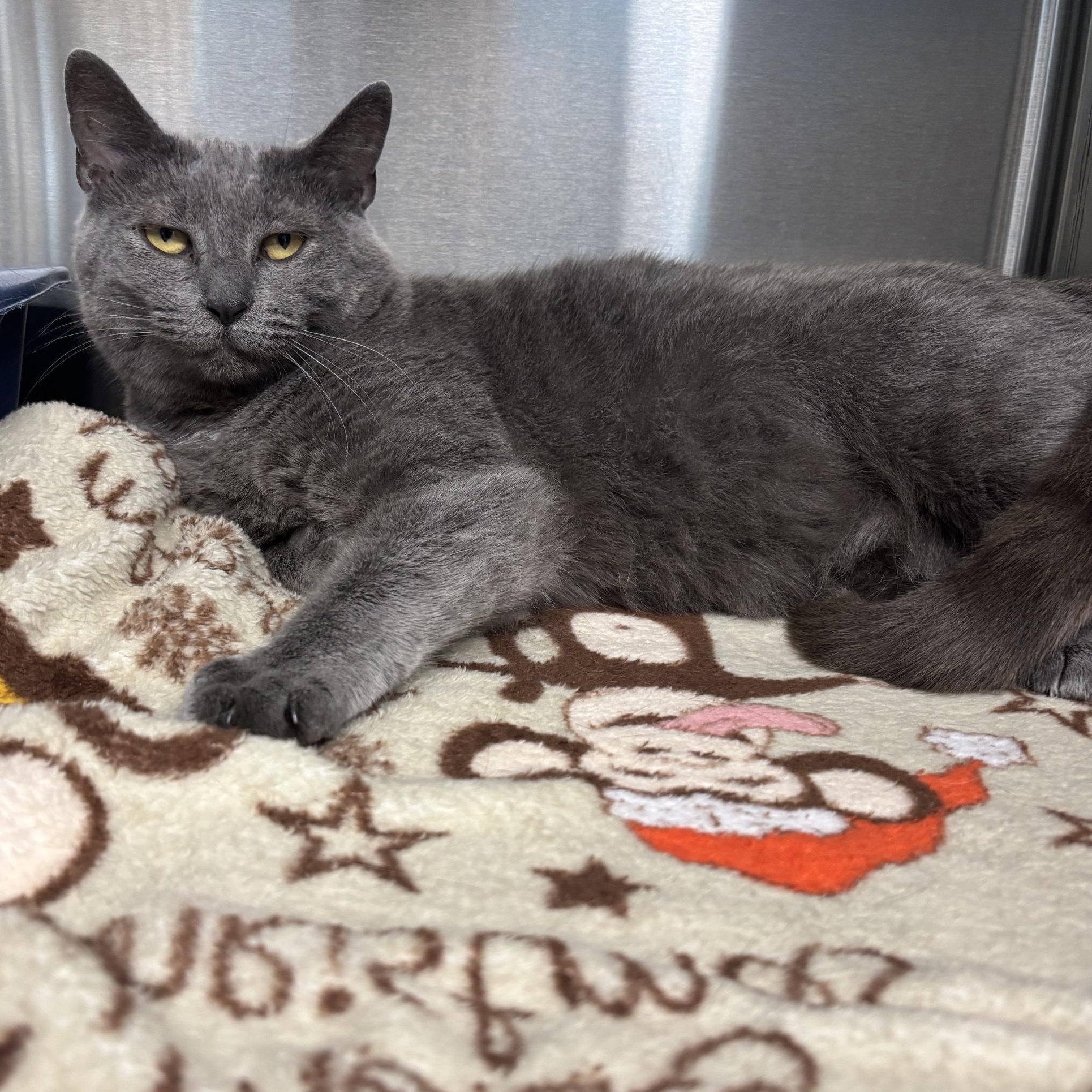 Sheba, a ADOPTABLE Domestic Short Hair in Cleveland, OH image 1/3