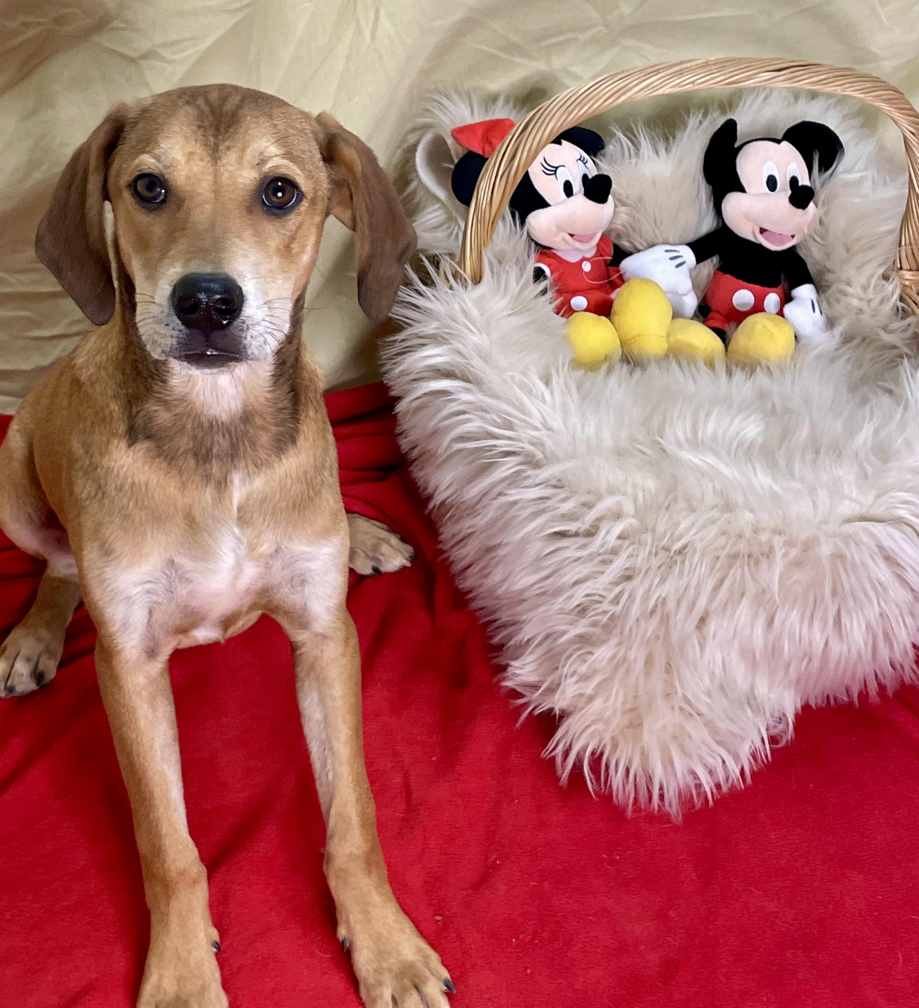 Winston, Young Male Hound