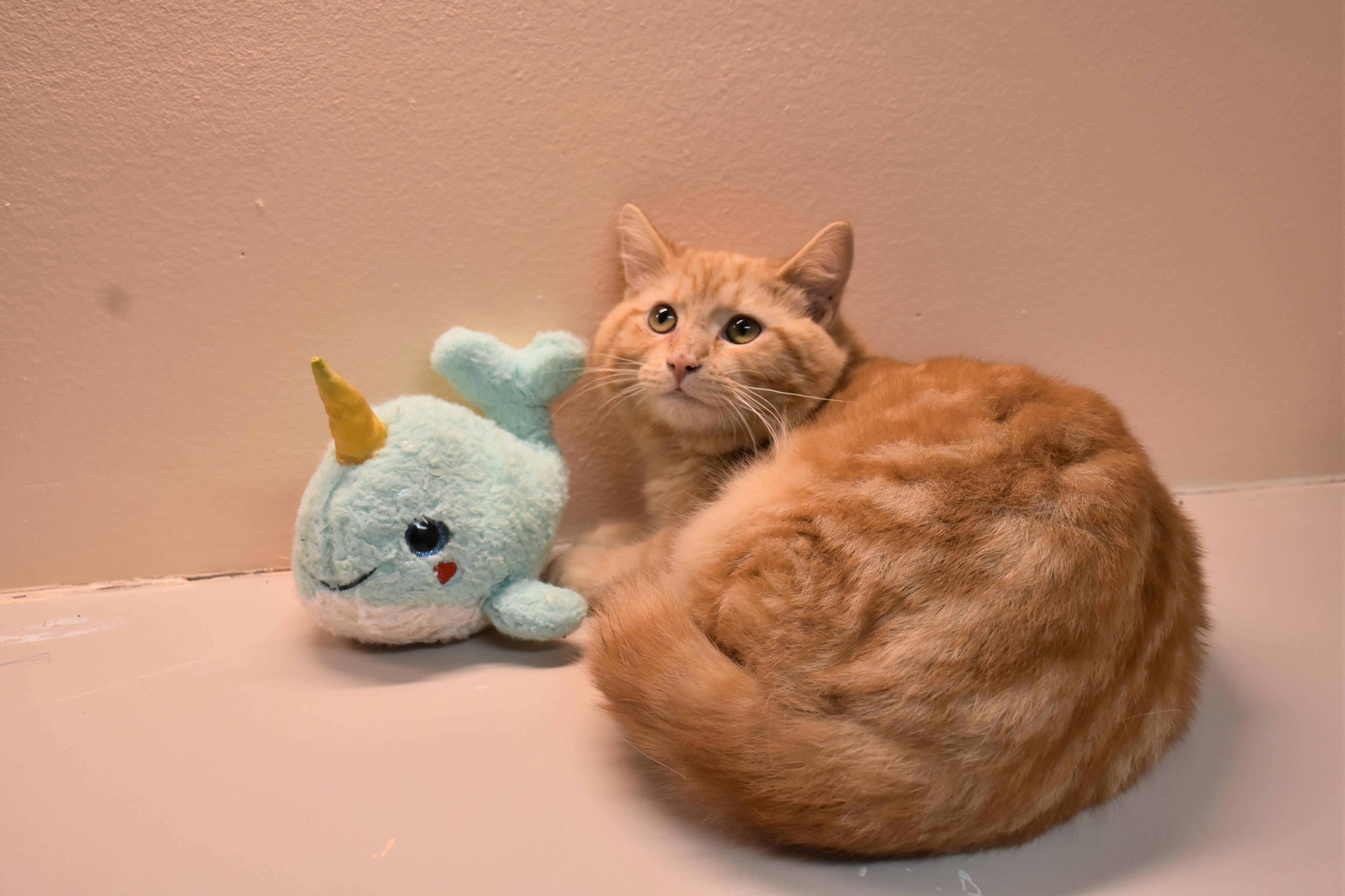 Enlarge Love, a ADOPTABLE Domestic Short Hair in North Judson, IN image 1/1