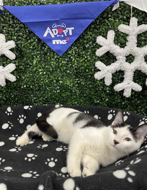 Enlarge FIGARO, a Adoptable Domestic Short Hair in Saskatoon, SK image 1/1