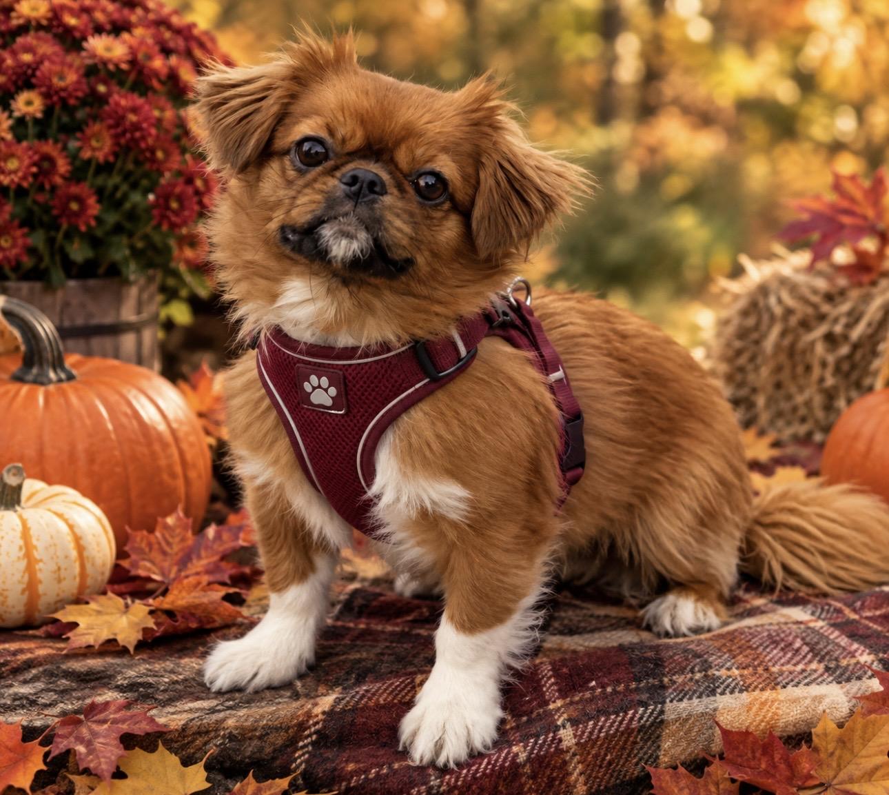Chevy, Adopted, Adult Female Pekingese.