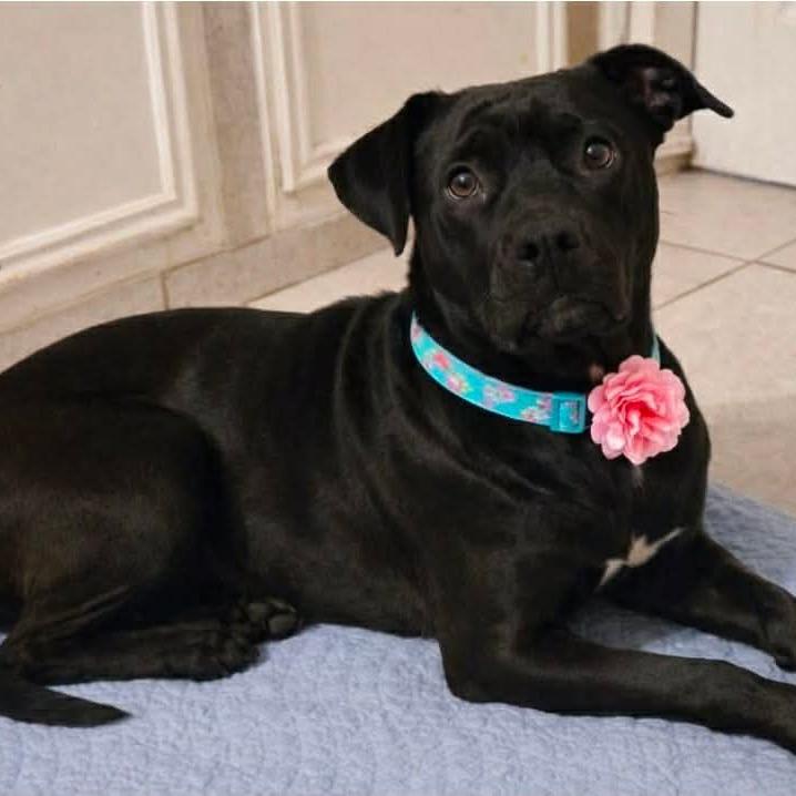 Enlarge Luna Vartenian, a Adoptable mixed breed in Wadena, MN image 1/2