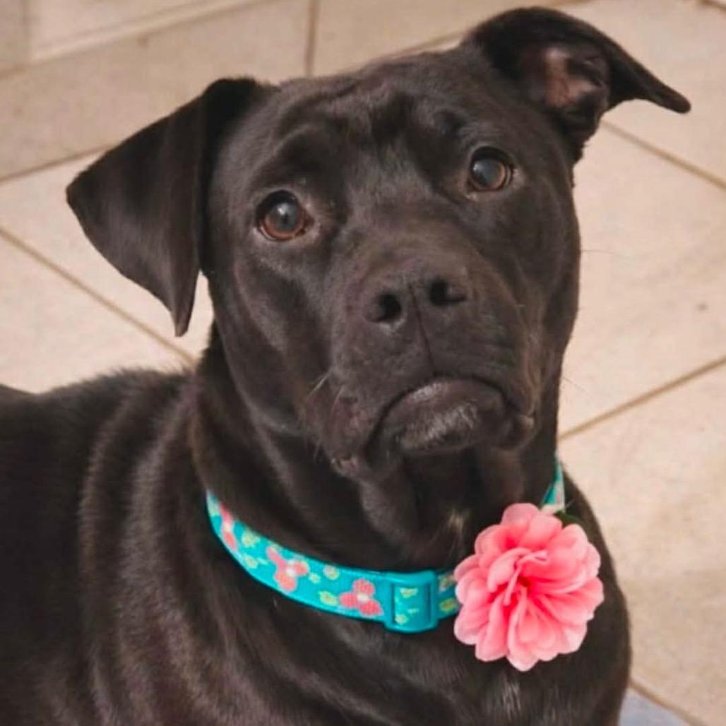 Enlarge Luna Vartenian, a Adoptable mixed breed in Wadena, MN image 2/2