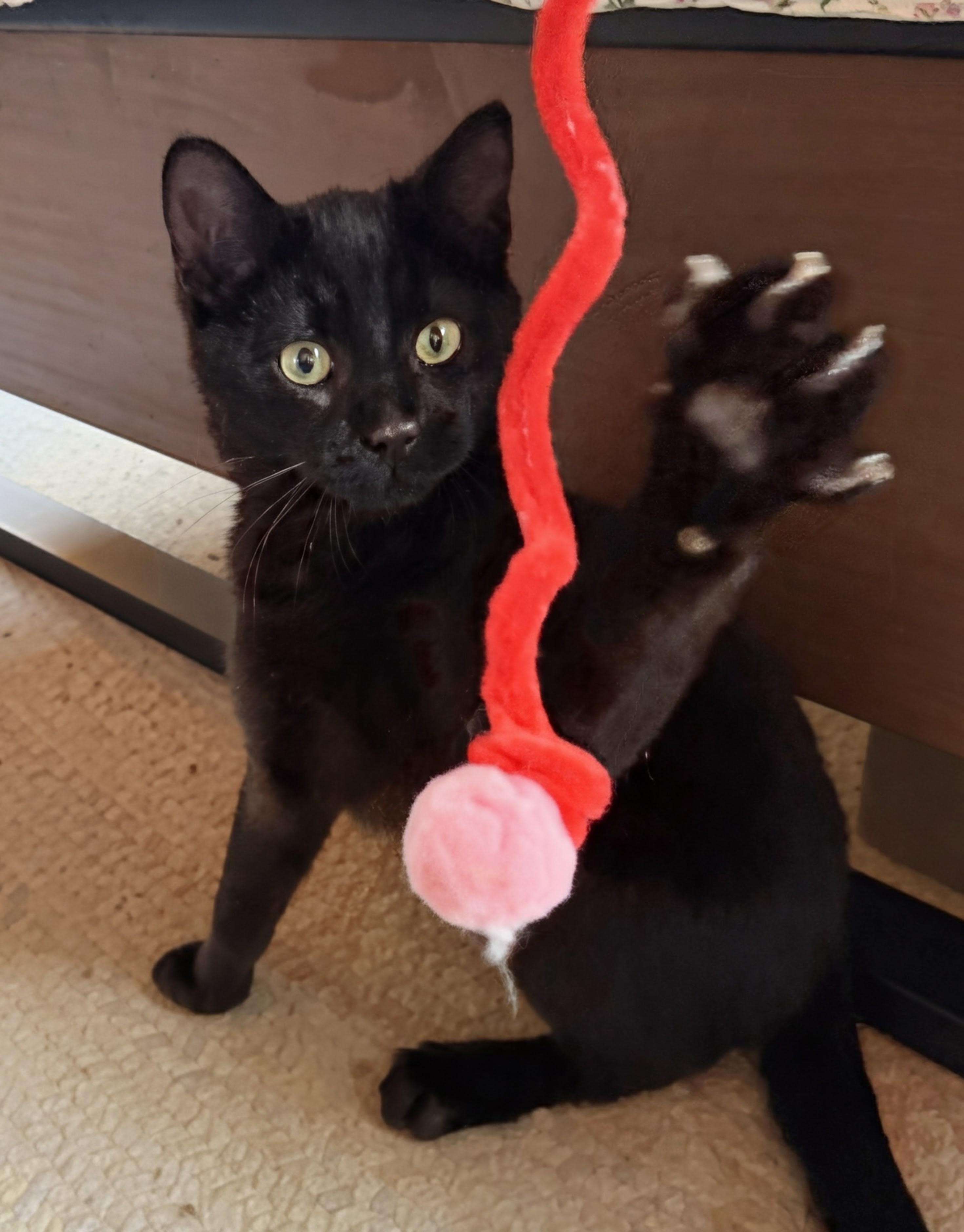 Kit, adopted, Kitten Male Domestic Short Hair.