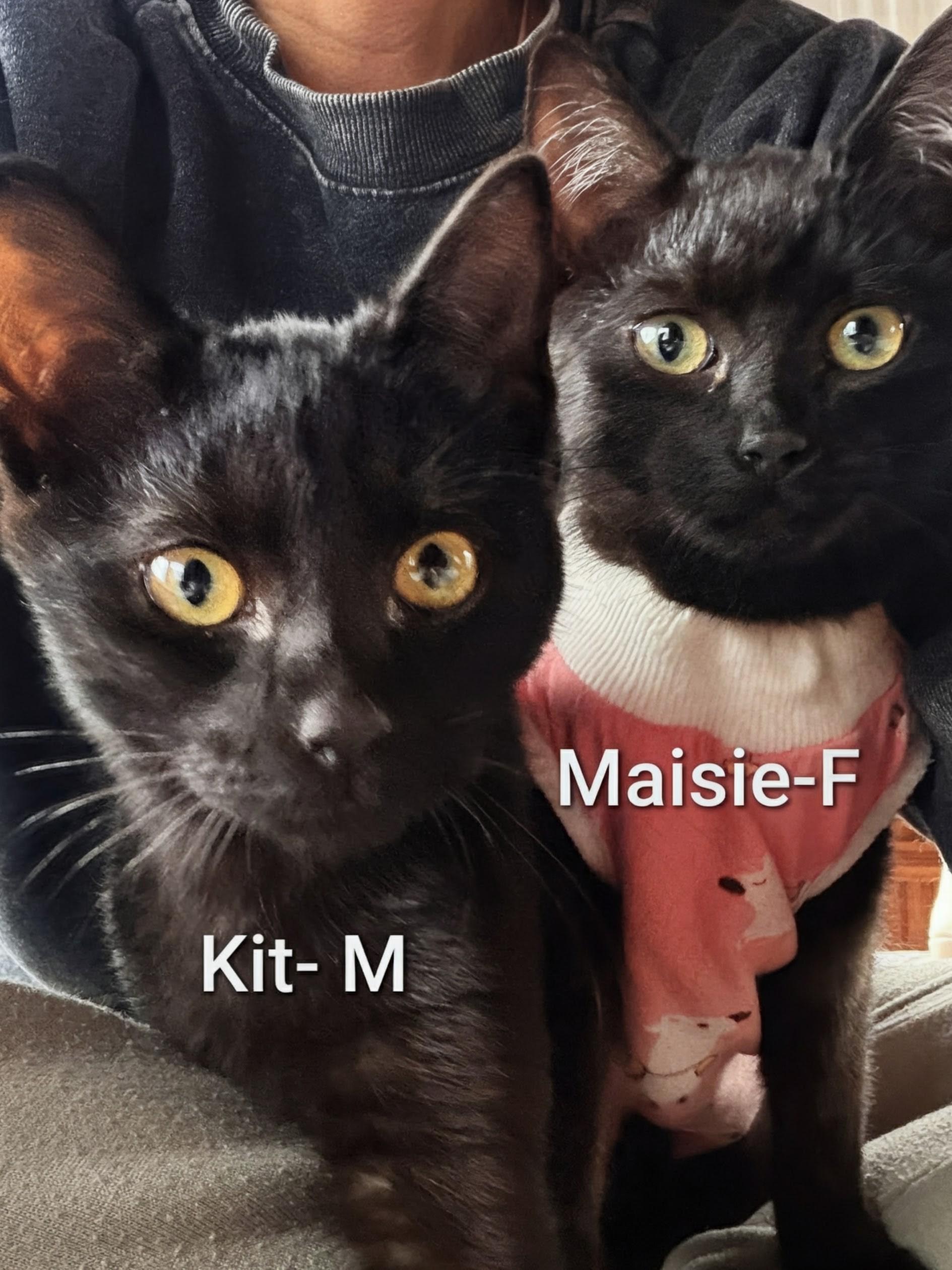 Kit, an adopted Domestic Short Hair in Ridgewood, NY image 3/4
