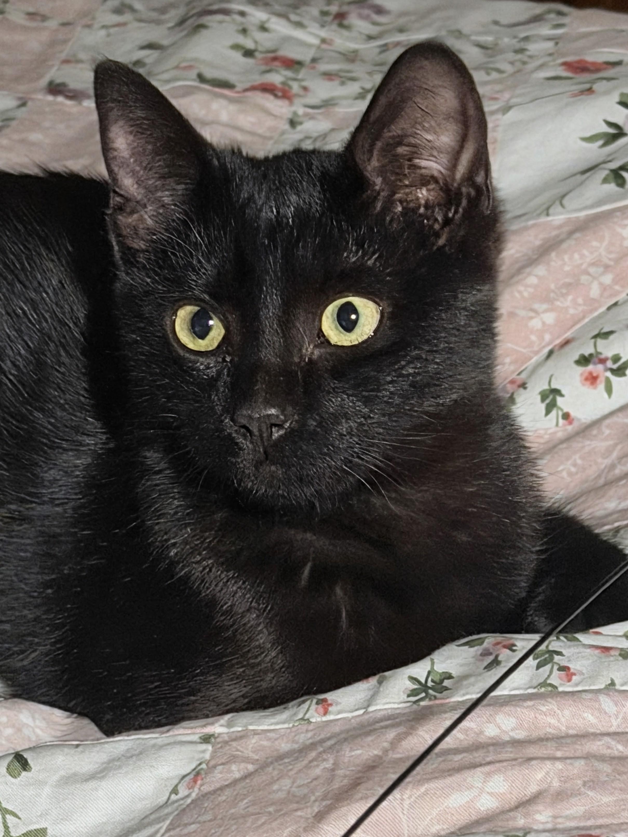 Kit, an adopted Domestic Short Hair in Ridgewood, NY image 2/4