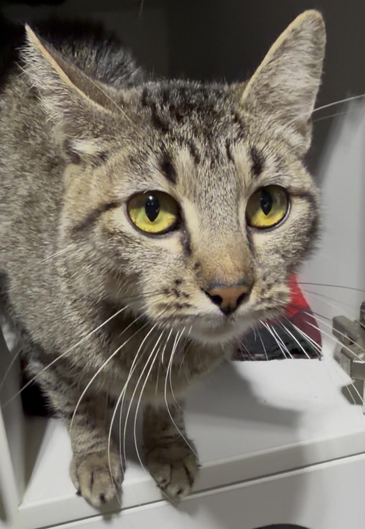 Enlarge Riley, an adopted Domestic Short Hair in Crown Point, IN image 1/3