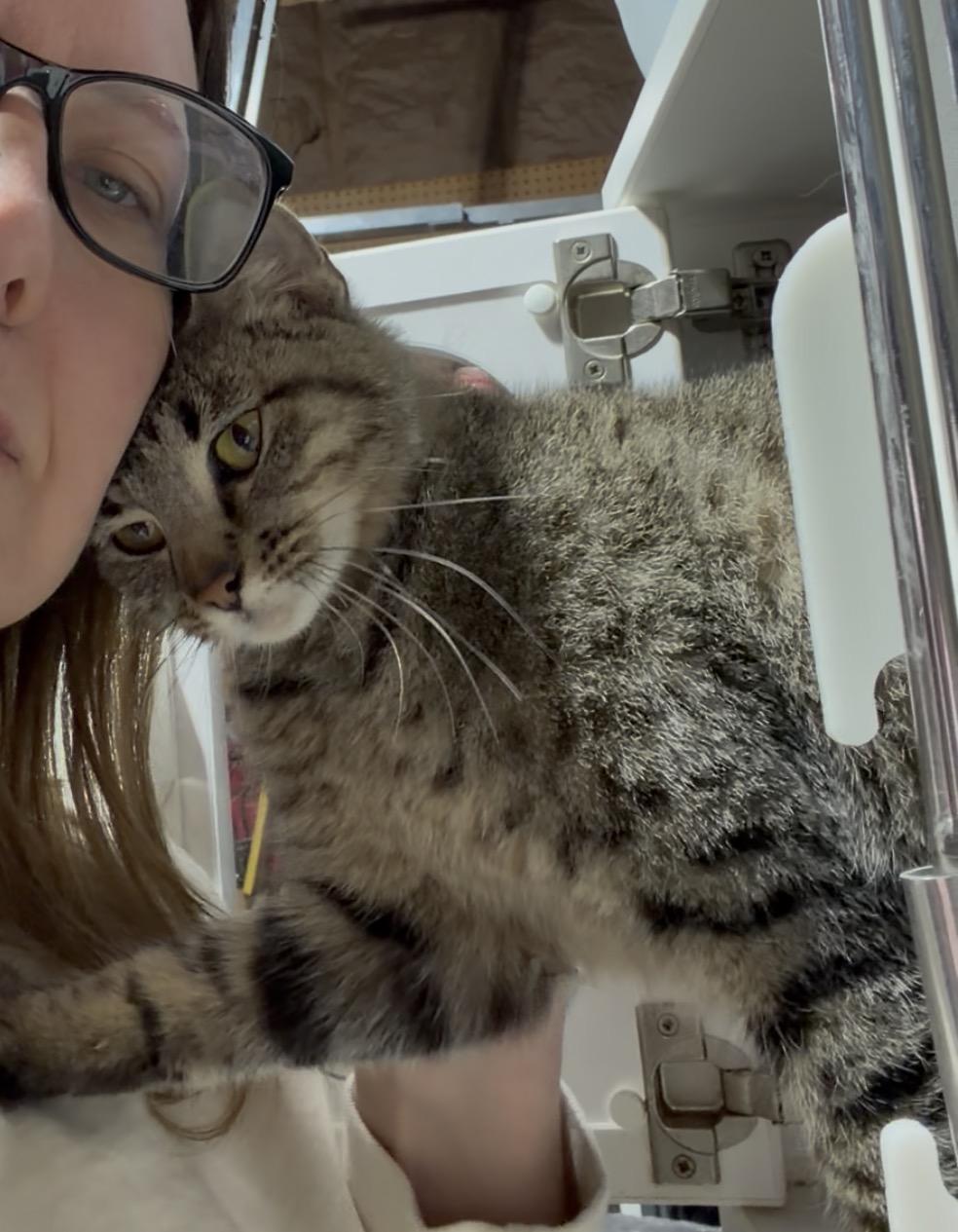 Enlarge Riley, an adopted Domestic Short Hair in Crown Point, IN image 2/3