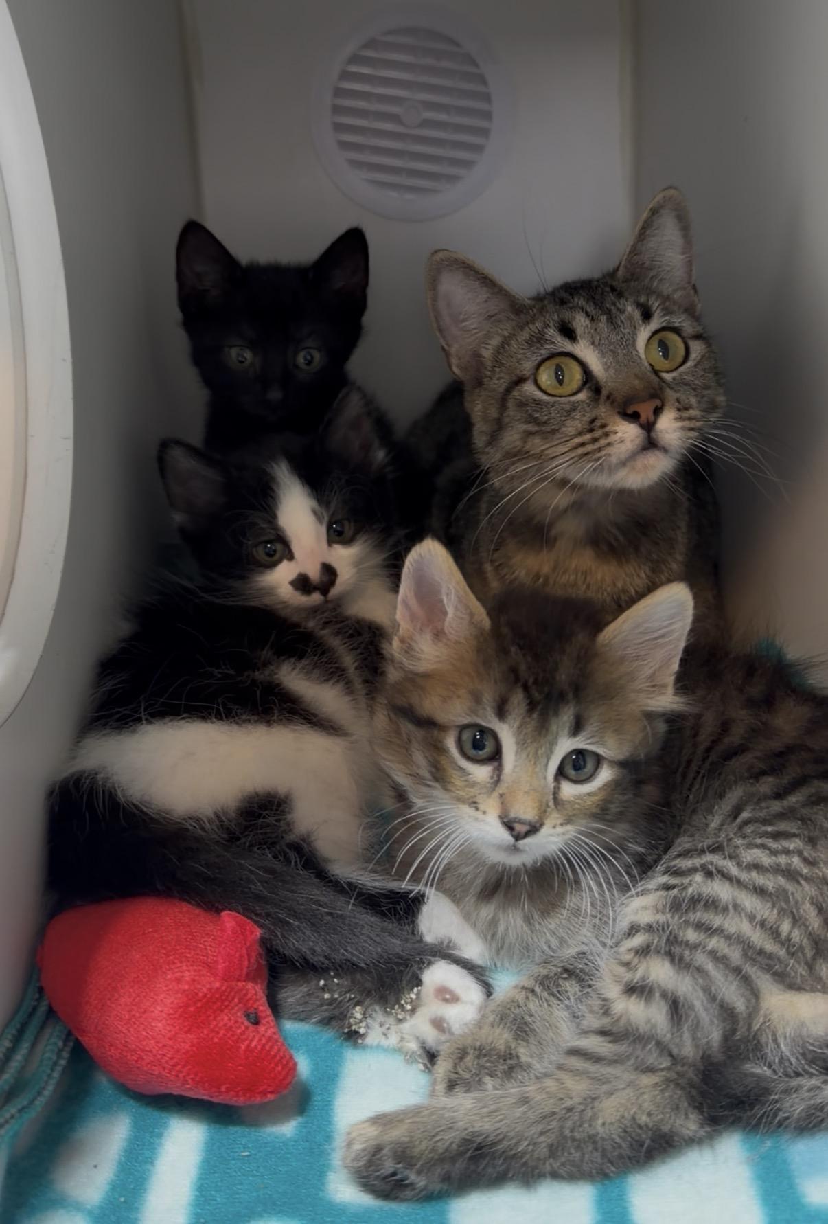 Enlarge Riley, an adopted Domestic Short Hair in Crown Point, IN image 3/3