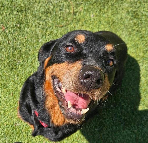 Vixie, Adopted, Adult Female Rottweiler.