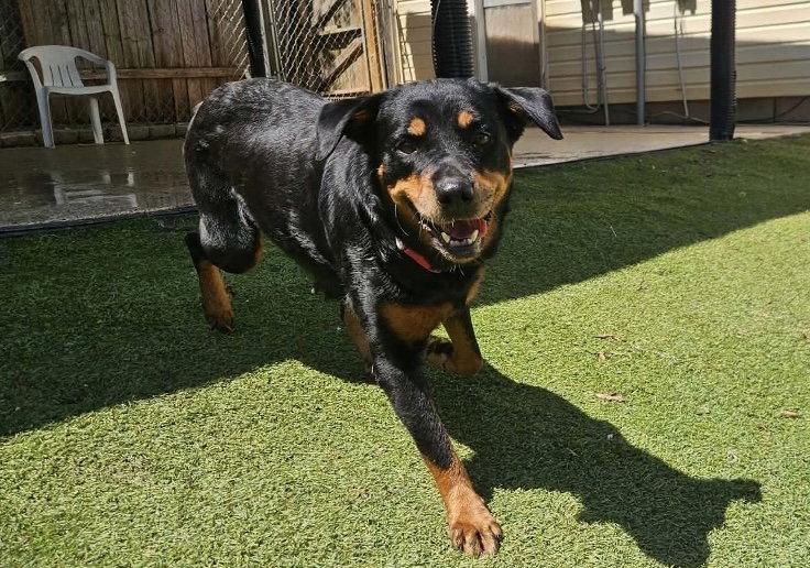 Enlarge Vixie, a Adopted Rottweiler in Mooresville, NC image 2/3