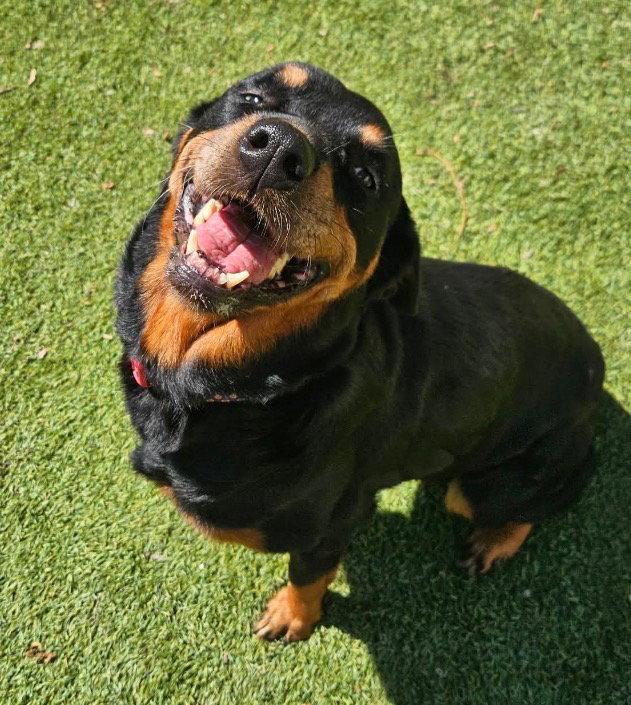 Enlarge Vixie, a Adopted Rottweiler in Mooresville, NC image 3/3
