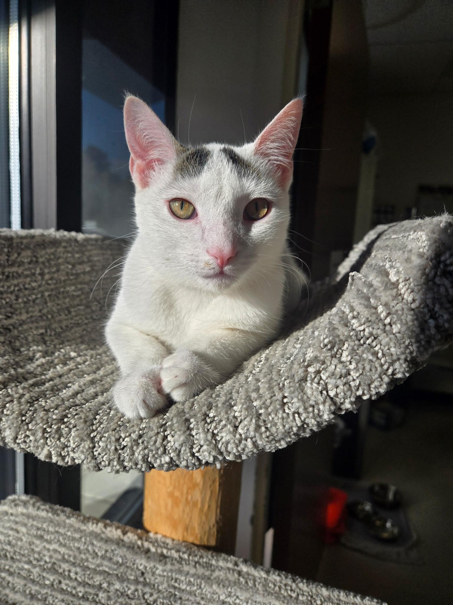 Spy, Adoptable, Young Male Domestic Short Hair.