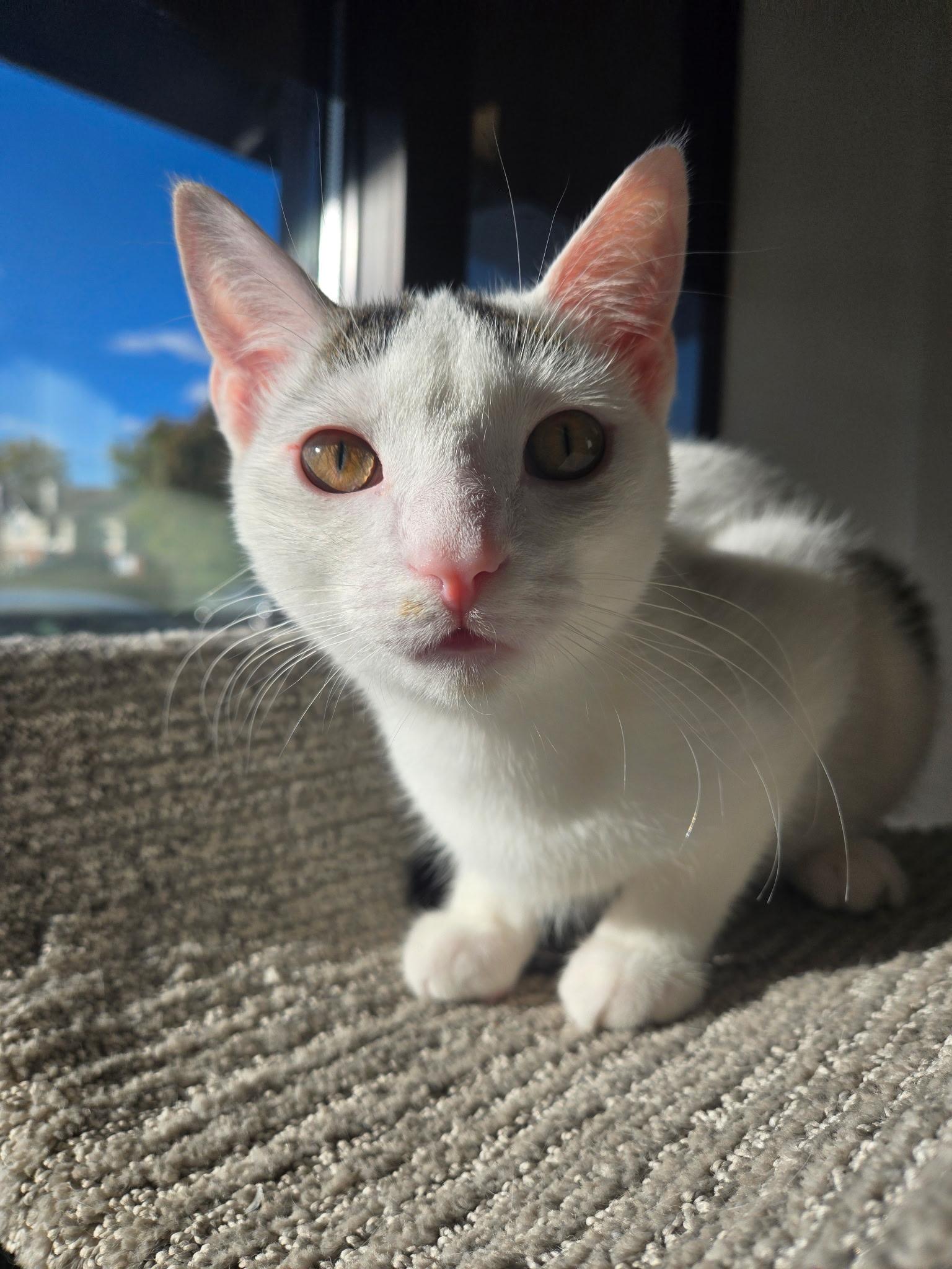 Enlarge Spy, a Adoptable Domestic Short Hair in Greenwood, IN image 2/4