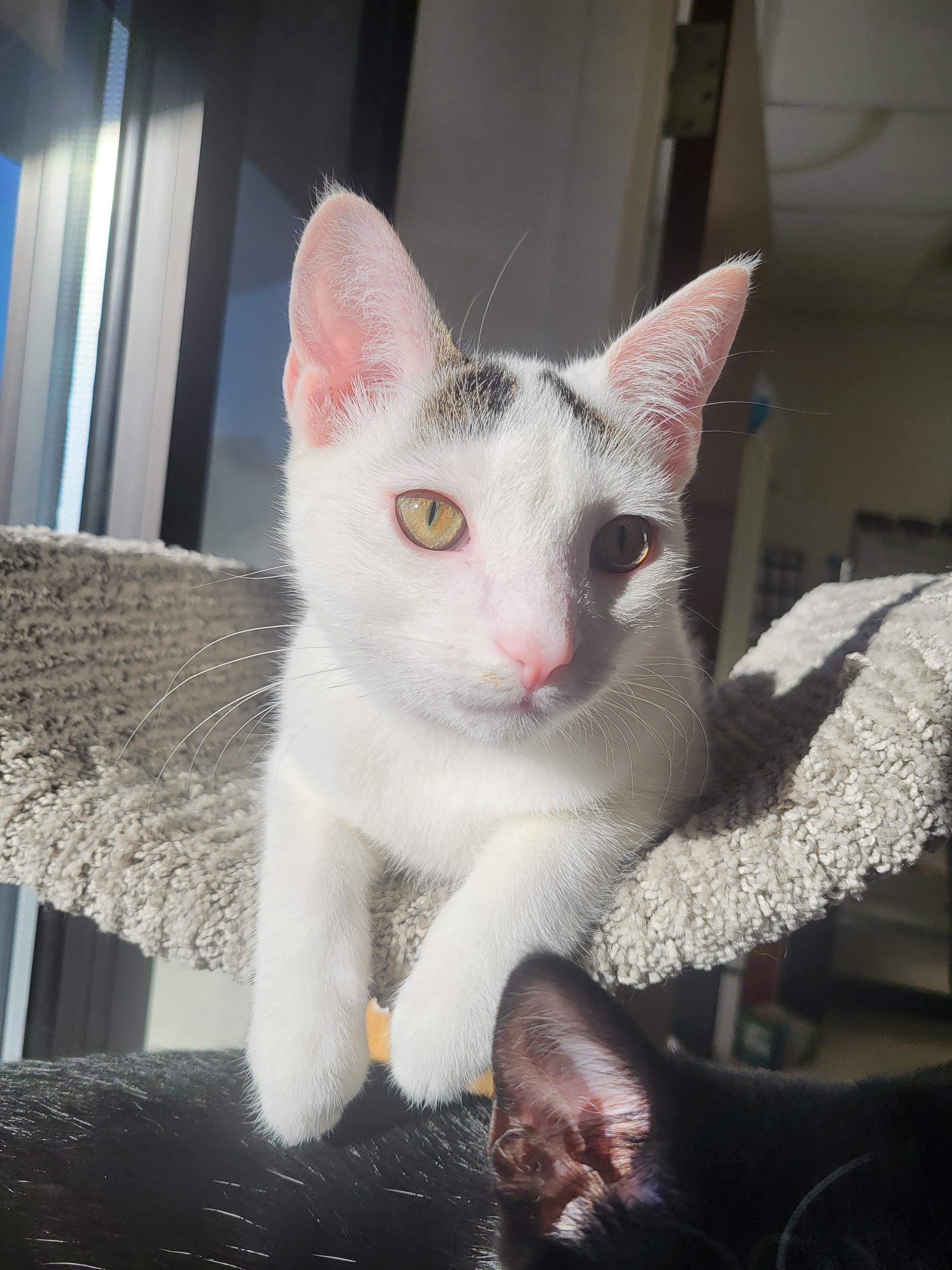 Enlarge Spy, a Adoptable Domestic Short Hair in Greenwood, IN image 3/4