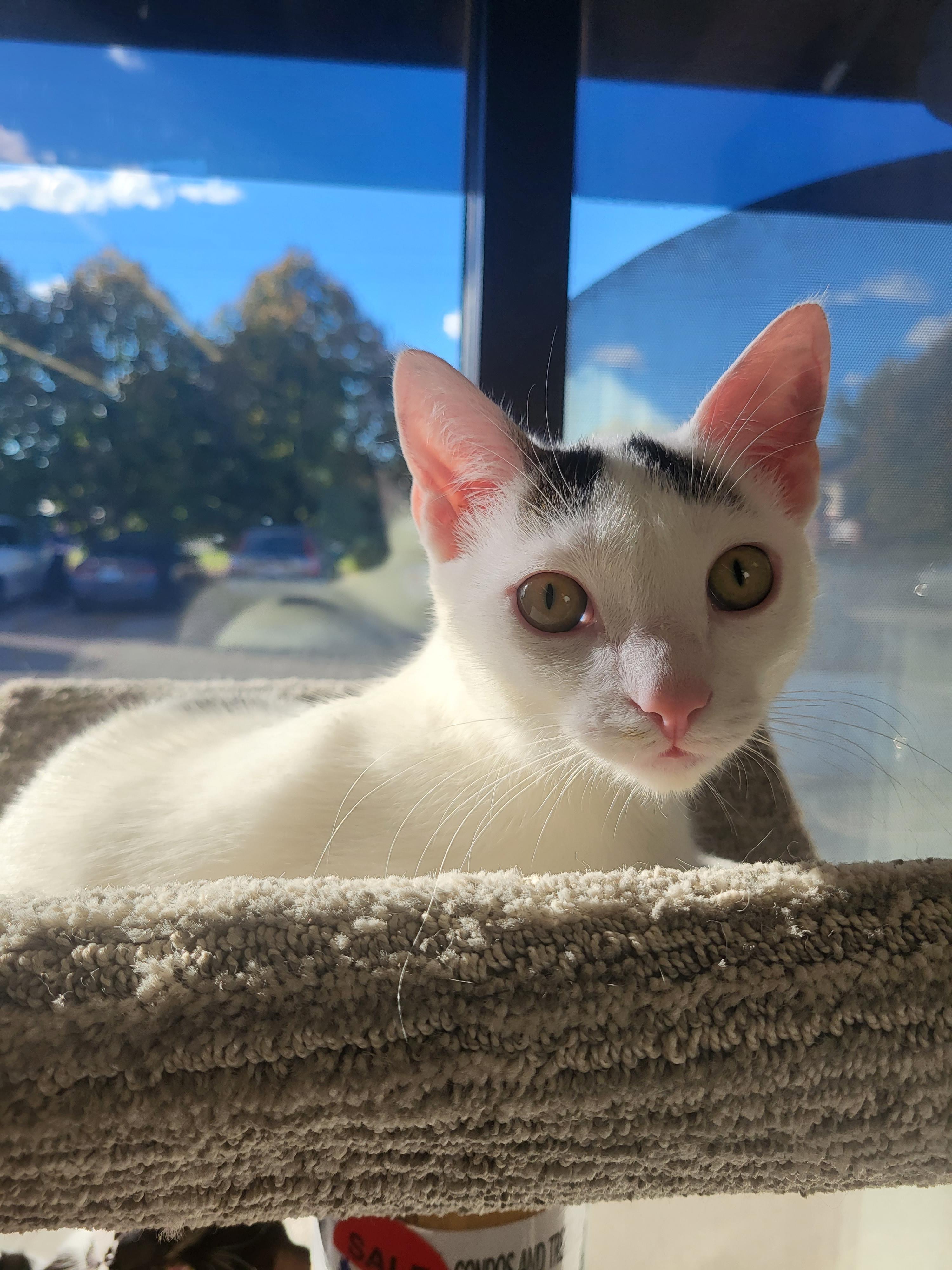 Enlarge Spy, a Adoptable Domestic Short Hair in Greenwood, IN image 4/4