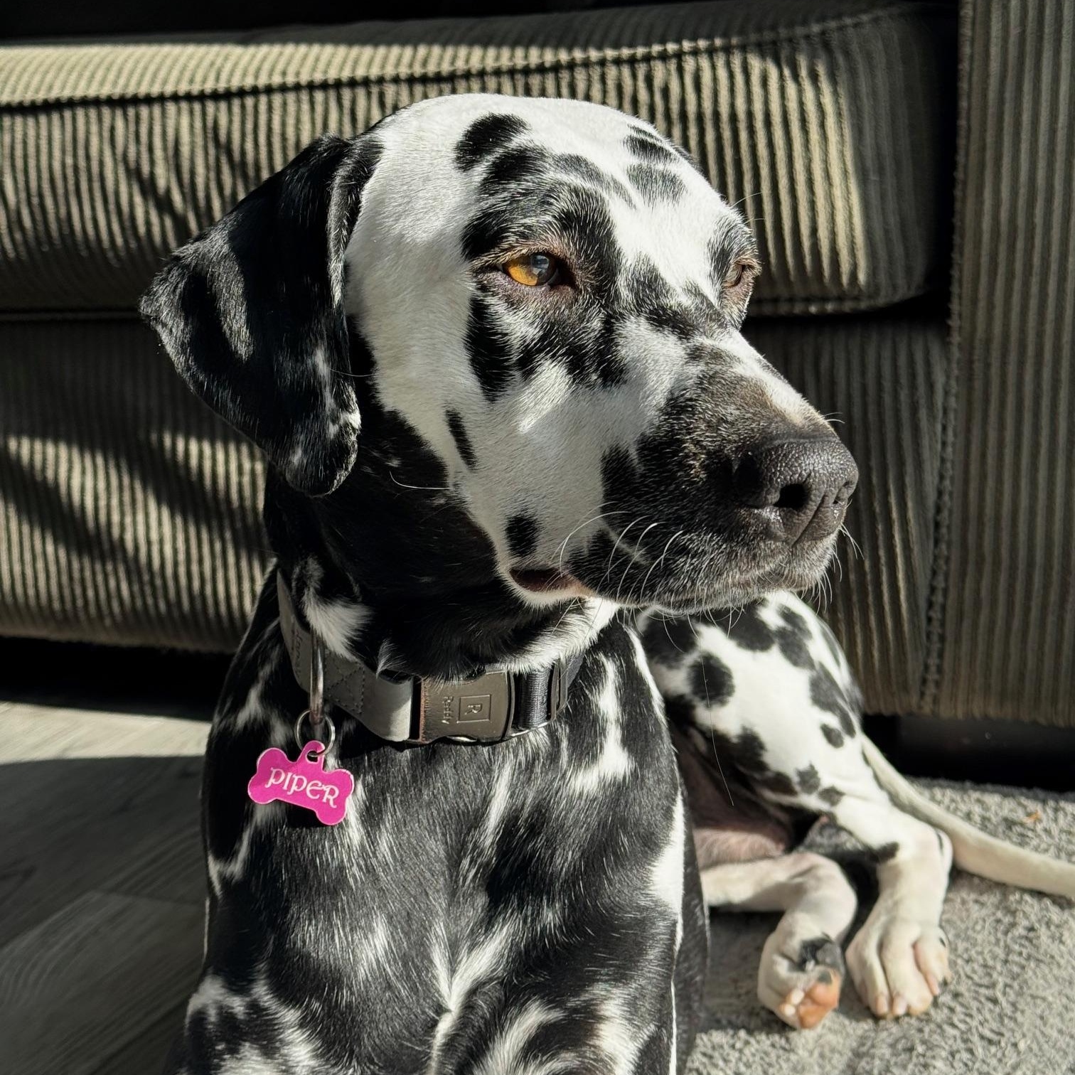 Dalmatians for Adoption in Karlstad, Minnesota | Petfinder