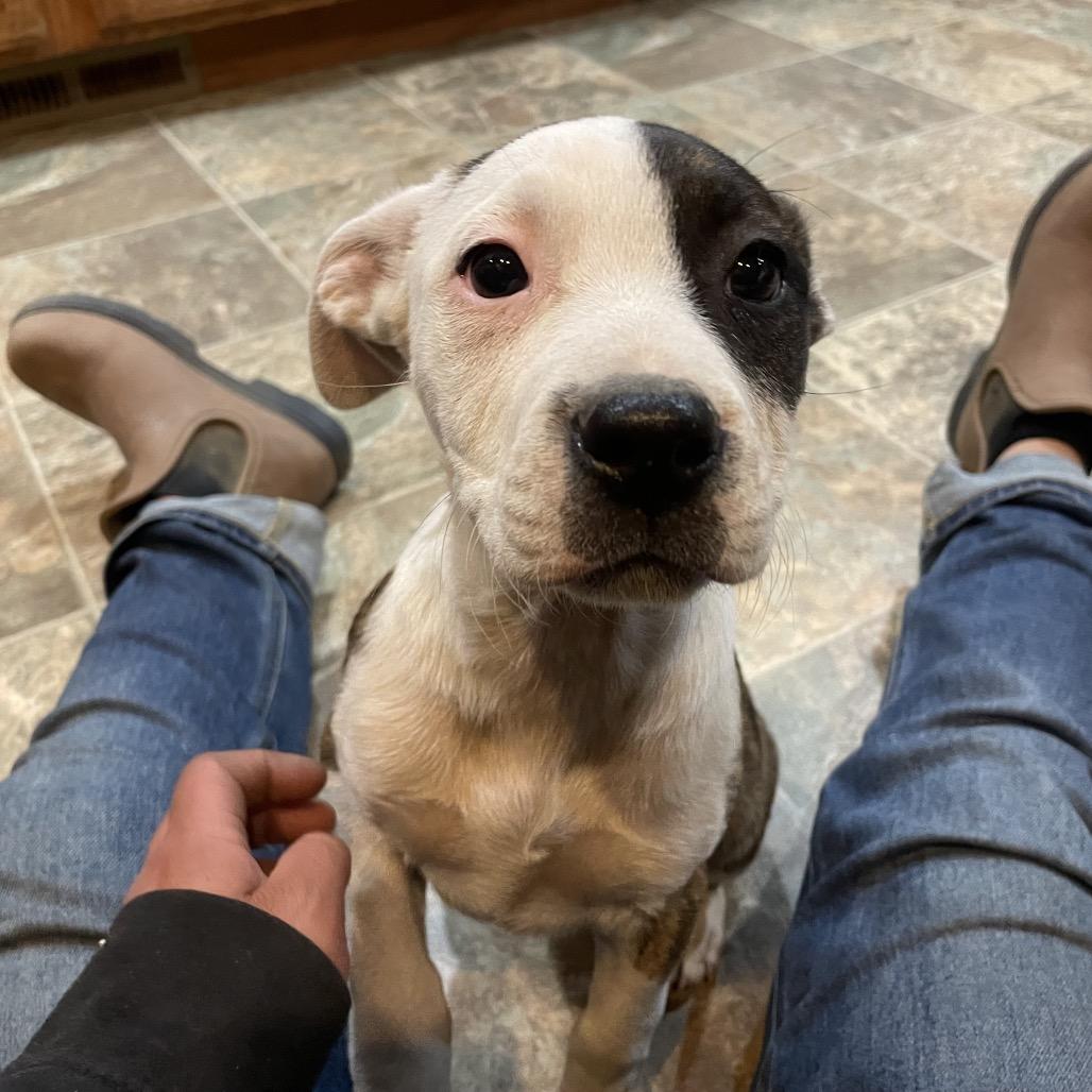 Tortilla, a Adoptable mixed breed in Tacoma, WA image 1/4
