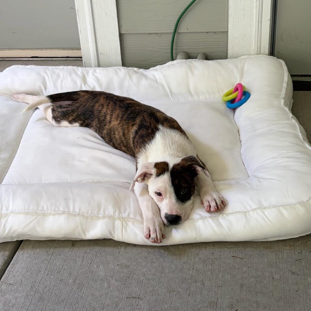 Tortilla, a Adoptable mixed breed in Tacoma, WA image 2/4