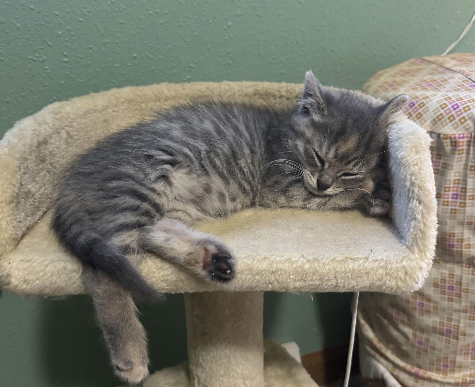 Betty, Adopted, Kitten Female Domestic Short Hair & Tabby.