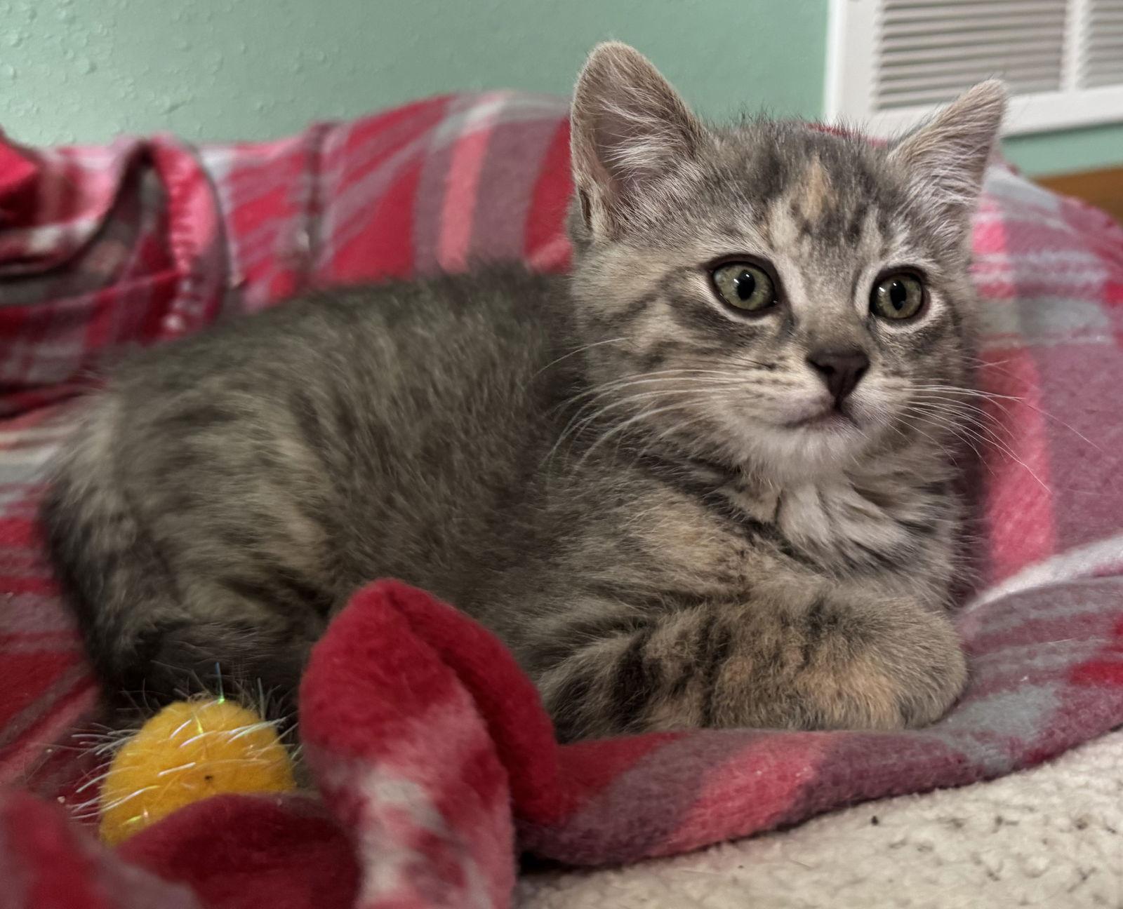 Betty, a Adopted mixed breed in Montello, WI image 2/3