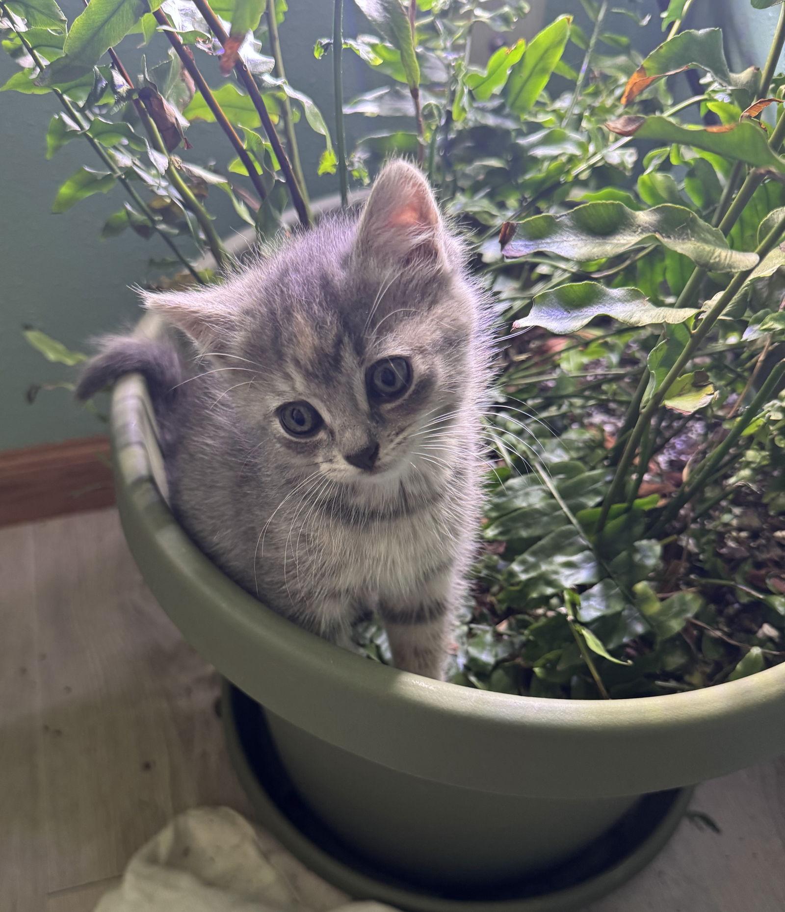 Betty, a Adopted mixed breed in Montello, WI image 3/3